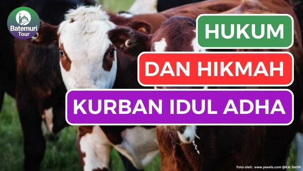 Penting!!! Inilah Hukum dan Hikmah Kurban, Ibadah Hari Raya Idul Adha